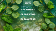 Rainforest Rapids Deodorant - Active Ready
